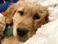 Skip (Teal Collar) Arvada, a male Golden Retriever for sale in Black Hawk, CO – Photo 5 of 6