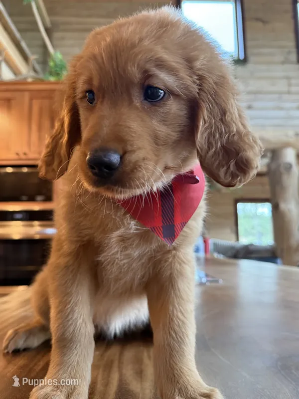 (Pink Collar) Black Hawk – Golden Retriever puppy for sale in Black Hawk, CO