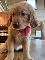 (Pink Collar) Black Hawk, a male Golden Retriever for sale in Black Hawk, CO – 1 of 6