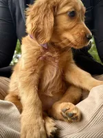 Purple Collar (Golden CO), a female Golden Retriever for sale in Black Hawk, CO – 10 of 10