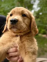 Black Collar (Golden, CO), a male Golden Retriever for sale in Black Hawk, CO – 7 of 10