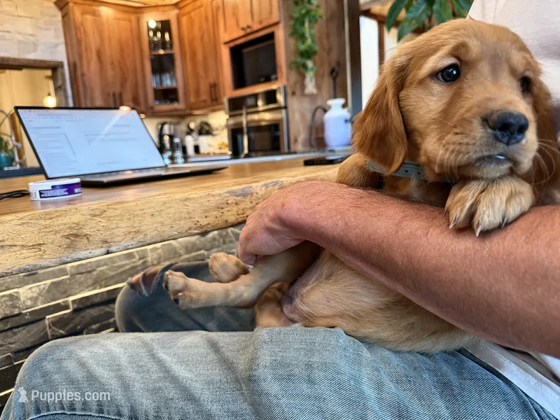 Dark Red Golden’s (Blue Collar Female) – Golden Retriever puppy on hold in Black Hawk, CO