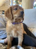 White Collar (Black Hawk) Red Goldens , a female Golden Retriever for sale in Black Hawk, CO – 2 of 8