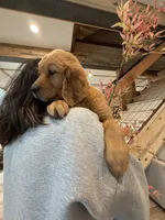 (Purple Collar) Black Hawk, a female Golden Retriever for sale in Black Hawk, CO – 5 of 7