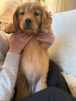 White Collar (Black Hawk) Red Goldens , a female Golden Retriever for sale in Black Hawk, CO – 5 of 8