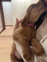 Pink Collar (Black Hawk), a female Golden Retriever for sale in Black Hawk, CO – Photo 2 of 6