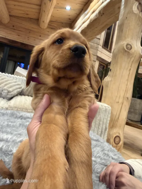 Pink Collar (Black Hawk)