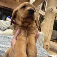 Pink Collar (Black Hawk), a female Golden Retriever for sale in Black Hawk, CO – Photo 1 of 6
