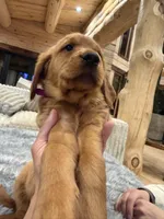 Pink Collar (Black Hawk), a female Golden Retriever for sale in Black Hawk, CO – Photo 1 of 6