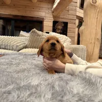 Pink Collar (Black Hawk), a female Golden Retriever for sale in Black Hawk, CO – Photo 6 of 6