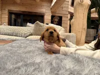 Pink Collar (Black Hawk), a female Golden Retriever for sale in Black Hawk, CO – Photo 6 of 6