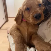 Pink Collar (Black Hawk), a female Golden Retriever for sale in Black Hawk, CO – Photo 4 of 6
