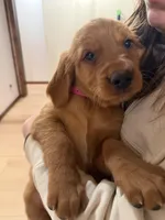 Pink Collar (Black Hawk), a female Golden Retriever for sale in Black Hawk, CO – Photo 4 of 6