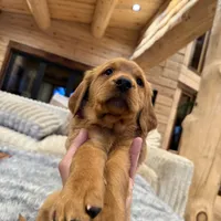 Pink Collar (Black Hawk), a female Golden Retriever for sale in Black Hawk, CO – Photo 3 of 6
