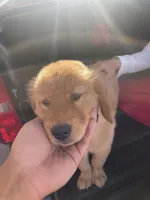 Kooper (Arvada), a male Golden Retriever for sale in Black Hawk, CO – Photo 8 of 10