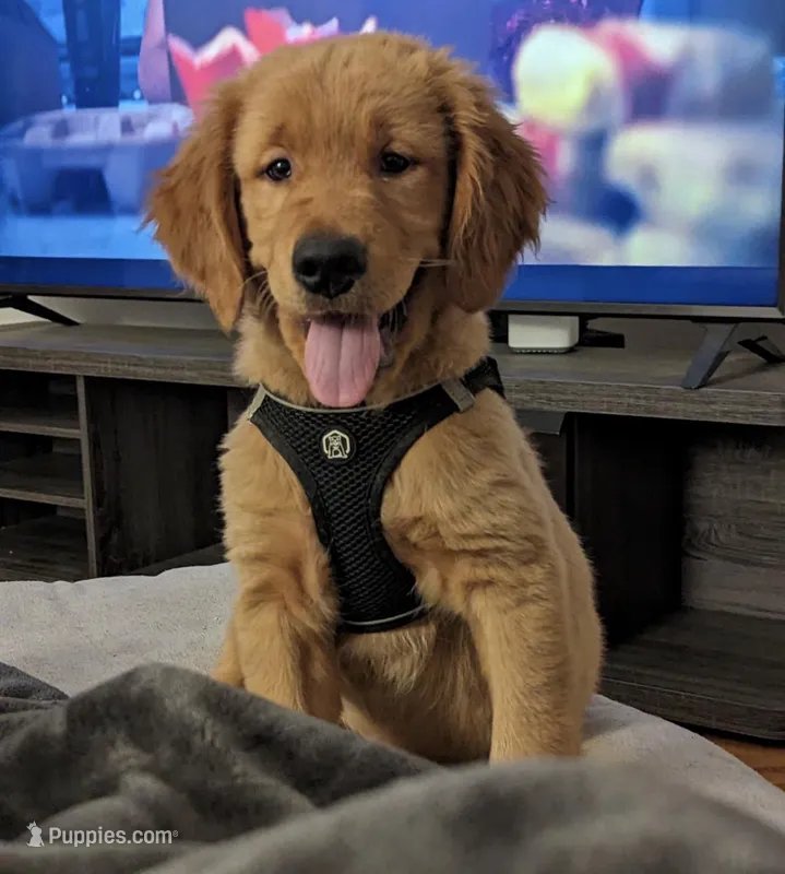 Kooper (Arvada), a male Golden Retriever for sale in Black Hawk, CO – Photo 1 of 10