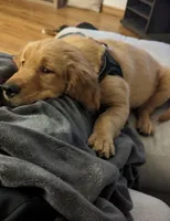 Kooper (Arvada), a male Golden Retriever for sale in Black Hawk, CO – Photo 3 of 10