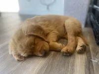 Kooper (Arvada), a male Golden Retriever for sale in Black Hawk, CO – Photo 7 of 10