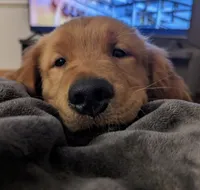 Kooper (Arvada), a male Golden Retriever for sale in Black Hawk, CO – Photo 2 of 10