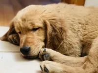 Kooper (Arvada), a male Golden Retriever for sale in Black Hawk, CO – Photo 4 of 10