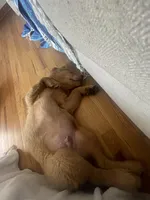 Kooper (Arvada), a male Golden Retriever for sale in Black Hawk, CO – Photo 10 of 10