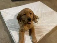 Kooper (Arvada), a male Golden Retriever for sale in Black Hawk, CO – Photo 6 of 10