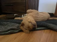Kooper (Arvada), a male Golden Retriever for sale in Black Hawk, CO – Photo 9 of 10