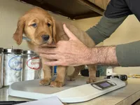Dark Red Golden’s (Blue Collar Female), a female Golden Retriever for sale in Black Hawk, CO – 6 of 6