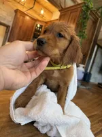Dark Red Golden’s (Yellow Collar), a female Golden Retriever for sale in Black Hawk, CO – 8 of 9