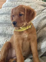Dark Red Golden’s (Last pup!), a female Golden Retriever for sale in Black Hawk, CO – 2 of 8