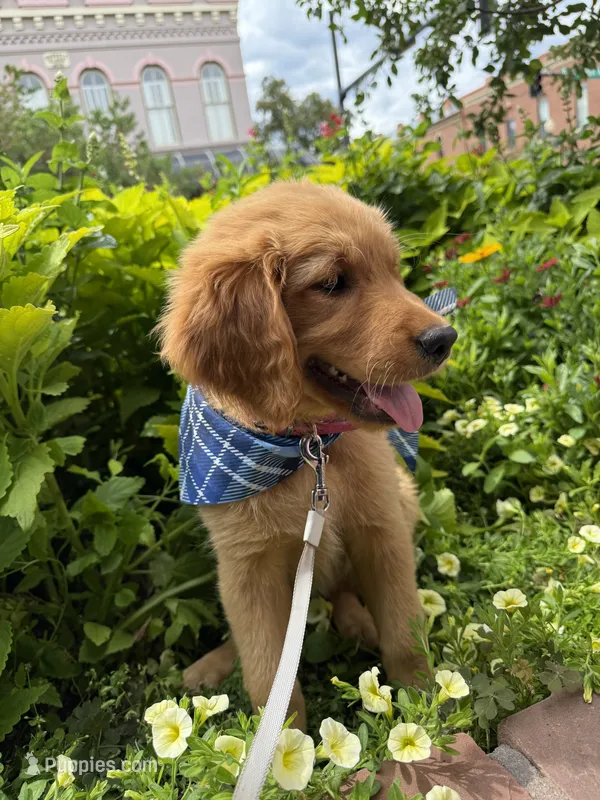 (Tilly) Golden CO – Golden Retriever puppy on hold in Black Hawk, CO