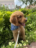(Tilly) Golden CO, a female Golden Retriever for sale in Black Hawk, CO – 1 of 8