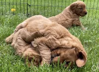 Layla (Red Golden’s) , a male Golden Retriever for sale in Black Hawk, CO – 4 of 5