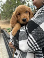 (Red Collar) Black Hawk, a female Golden Retriever for sale in Black Hawk, CO – 7 of 7