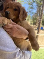 White Collar (Black Hawk) Red Goldens , a female Golden Retriever for sale in Black Hawk, CO – 8 of 8