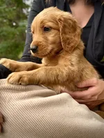 Purple Collar (Golden CO), a female Golden Retriever for sale in Black Hawk, CO – 7 of 10