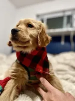 Sunny (male) Arvada, a male Golden Retriever for sale in Black Hawk, CO – Photo 2 of 4