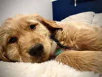 Sunny (male) Arvada, a male Golden Retriever for sale in Black Hawk, CO – Photo 3 of 4