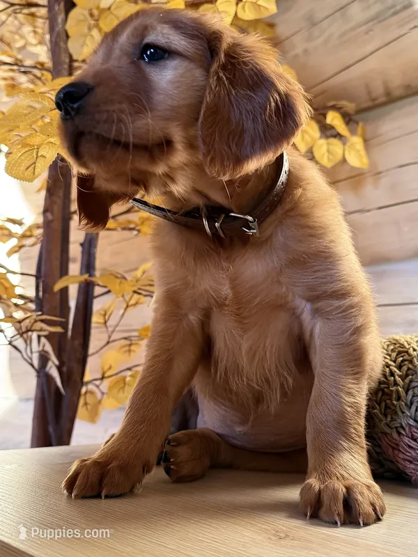 Dark Red Golden’s (Dark Brown Collar) – Golden Retriever puppy on hold in Black Hawk, CO