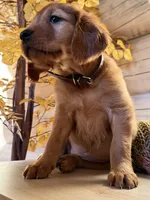 Dark Red Golden’s (Dark Brown Collar), a female Golden Retriever for sale in Black Hawk, CO – 1 of 6