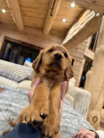 Yellow Collar (Black Hawk), a female Golden Retriever for sale in Black Hawk, CO – Photo 6 of 8