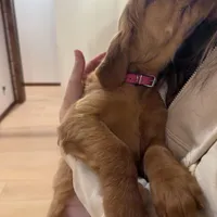Yellow Collar (Black Hawk), a female Golden Retriever for sale in Black Hawk, CO – Photo 5 of 8