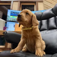 Yellow Collar (Black Hawk), a female Golden Retriever for sale in Black Hawk, CO – Photo 4 of 8