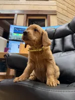 Yellow Collar (Black Hawk), a female Golden Retriever for sale in Black Hawk, CO – Photo 4 of 8