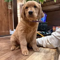 Yellow Collar (Black Hawk), a female Golden Retriever for sale in Black Hawk, CO – Photo 8 of 8
