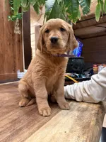 Yellow Collar (Black Hawk), a female Golden Retriever for sale in Black Hawk, CO – Photo 8 of 8