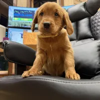 Yellow Collar (Black Hawk), a female Golden Retriever for sale in Black Hawk, CO – Photo 1 of 8