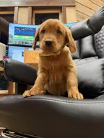 Yellow Collar (Black Hawk), a female Golden Retriever for sale in Black Hawk, CO – Photo 1 of 8