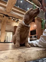 Yellow Collar (Black Hawk), a female Golden Retriever for sale in Black Hawk, CO – Photo 7 of 8