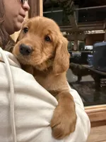 Yellow Collar (Black Hawk), a female Golden Retriever for sale in Black Hawk, CO – Photo 2 of 8